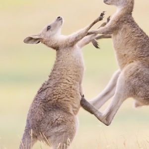 Meet your Posher, Tim